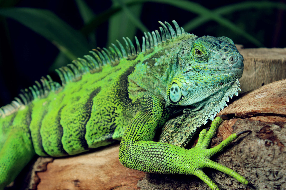 New England Herpetological Society banner